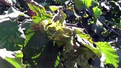 'Açıklanan Fındık Fiyatı Üreticiyi Memnun Etti'