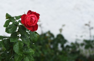 Ankara Büyükşehir Belediyesinde Tasarruf Uygulamaları Hayata Geçiriliyor