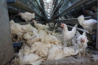 AKALAN - Denizli'de Haciz Katliamı Açıklaması 40 Bin Tavuk Telef Oldu