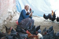 TAVUK ÇİFTLİĞİ - Geçinmek İçin Başladığı İşi Büyüten Kadının Hedefi Tavuk Çiftliği Sahibi Olmak