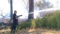 BEDEVI - Manisa'da Ot Yangını Korkuttu