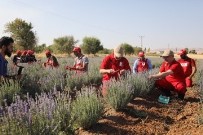 ŞAKIR ÖNER ÖZTÜRK - Mardin'de Lavanta Hasadı Yapıldı