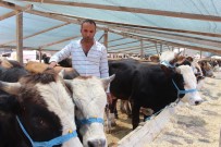 Tokatlı Besici Kardeşlerin Buruk Sevinci