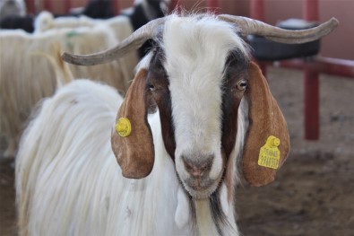 Van'da Kurbanlıklar Görücüye Çıktı