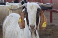 BOSTANIÇI - Van'da Kurbanlıklar Görücüye Çıktı