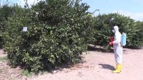 MEHMET AKıN - Akdeniz Meyve Sineği Mücadelesi