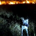 SOKAK KÖPEĞİ - Alevler Arasında Kalan Köpeği İtfaiye Ekipleri Kurtardı