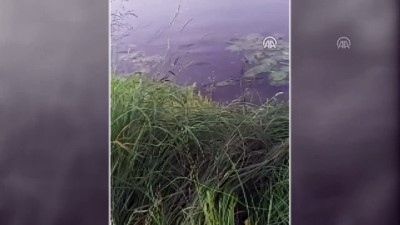 Aras Nehri'nde 1,5 Metrelik Yayın Balığı Yakalandı