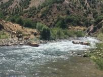 ORMAN BAKANI - Bakan Pakdemirli Genç Veterineri Sosyal Medyadan Kutladı