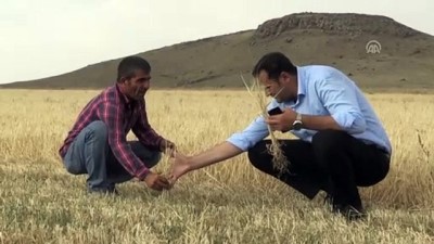 İstanbul Halk Ekmek'in Organik Unu Kars'tan