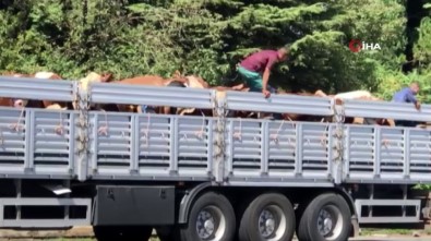 Kurbanlıklara Tekmeli Ve Sopalı Eziyet Tepki Çekti