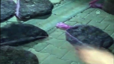 Adıyaman'da Kaçak Avlanmış 3 Bin Kurbağa Ele Geçirildi