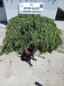 Ardanuç'ta 2 Bin 443 Kök Hint Keneviri Ele Geçirildi