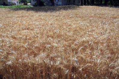 Buğdayda Kullanılan Mikoriza Mantarı İle Verim Yüzde 20 Arttı