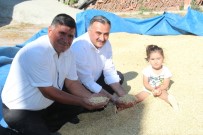 OBEZİTE - Develi'de Gacer Hasadı Başladı