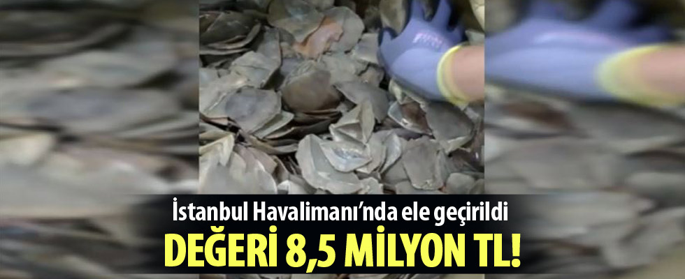 İstanbul Havalimanı'nda 1,2 ton pangolin pulu ele geçirildi