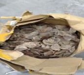 İstanbul Havalimanı'nda Ele Geçirildi Açıklaması 8 Milyon 500 Bin Lira Değerinde !