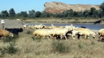 Koyunlar Meraya Ulaşmak İçin Kızılırmak'tan Geçiyorlar Haberi