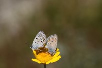 HAKAN YıLDıRıM - Nadir Görülen Kelebekler Bu Karelerde