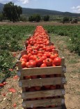 Sakarya'da Domates Hasadı Yüz Güldürdü