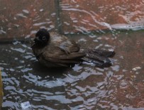 Sıcaktan Bunalan Arap Bülbülü Böyle Serinledi