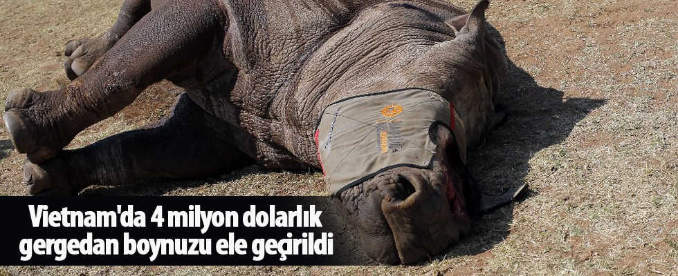 Vietnam'da 4 milyon dolarlık gergedan boynuzu ele geçirildi