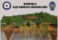 Şarkışla'da 59 Kök Hint Keneviri Ele Geçirildi