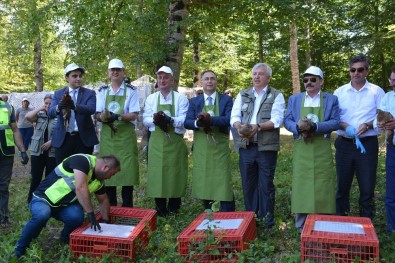 Sinop'ta Doğaya Sülün Salındı
