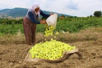 Amasya'nın Tescilli 'Çeyrek Altın'ı Açıklaması Çiçek Bamyası
