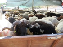 KURBANLIK HAYVAN - Bodrum'da Hayvan Satış Ve Kesim Yerleri Belirlendi