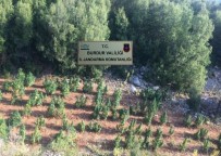Burdur'da Ormanlık Alandaki Kenevir Tarlasına Jandarma Baskını