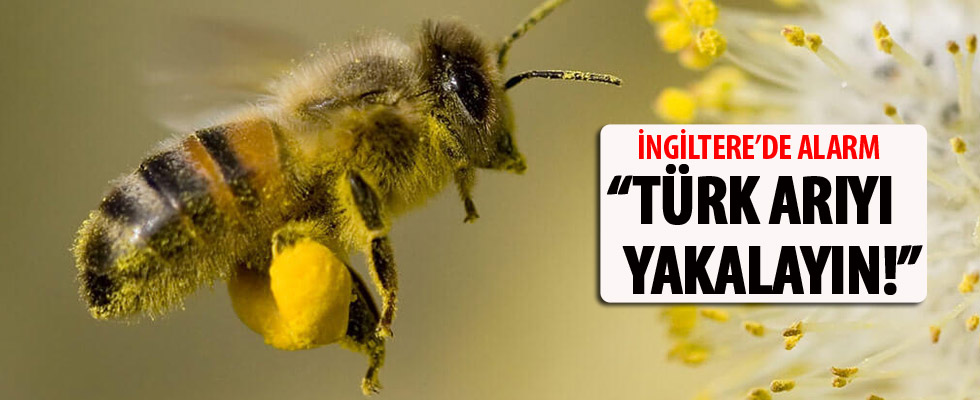 İngiltere'de 'Türk arıyı yakalayın' alarmı