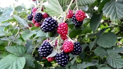 Kaderi Çilekle Değişti, Böğürtlenle De Yurt Dışına Açılıyor