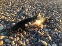 KÖPEK BALIĞI - Kastamonu Sahilinde Ölü Yunus Balığı Bulundu