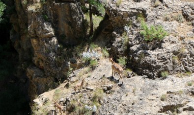Munzur Dağları'nda Yaban Keçileri Görüntülendi