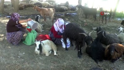 Muş'ta 15 Kişi Brucella Hastalığına Yakalandı