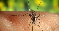 BATI NİL VİRÜSÜ - Ölümcül Batı Nil Virüsünün Belirtilerini Anlamak Çok Zor