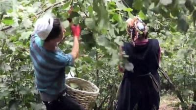 Ordu'da Fındık Hasadı Erken Başladı