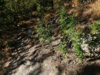 KAZANCı - Ormanda Kenevir Yetiştiren Şahıs Jandarmaya Yakalandı