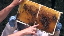 İBRAHIM ÇAKMAK - 'Tarım İlaçları, Arıların Çiçek Tercihini Değiştirebiliyor'