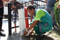 HAYVAN HAKLARı FEDERASYONU - Tarsus'ta Sokak Hayvanlarına Özel Suluk Ve Mama Kapları