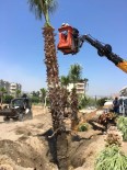 KOCAHASANLı - 15 Palmiye Ağacı Kocahasanlı Plajına Taşındı