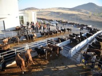 MEHMET AKİF ERSOY - Altındağ'da Kurban Kesim Yerleri Belirlendi