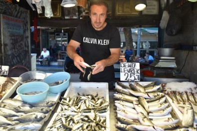 Balıkçıların Yeni Sezonda Umudu Palamut