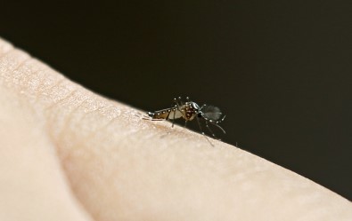Bu Sivrisinekler Ölümcül Virüs Taşıyor