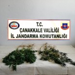 KARABIGA - Çanakkale'de Uyuşturucu Operasyonu Açıklaması 1 Gözaltı