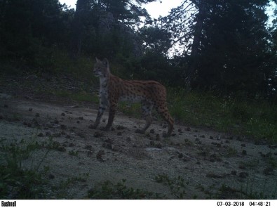 Erzurum'da Yaban Hayatı Fotokapan İle Görüntülendi