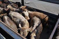 Kars'tan Karadeniz'e Kurban Sevki