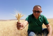 İLKBAHAR - Kuraklık Buğday Verimini Yüzde 60 Düşürdü
