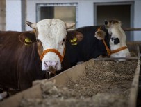 'Kurban arzında sıkıntı yok'